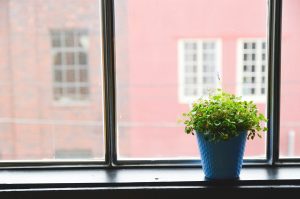 plant on window hiding